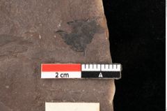 Foto (Detailansicht) von Myrica lignitum Unger (NHMW-GEO-2024-0188-0692)